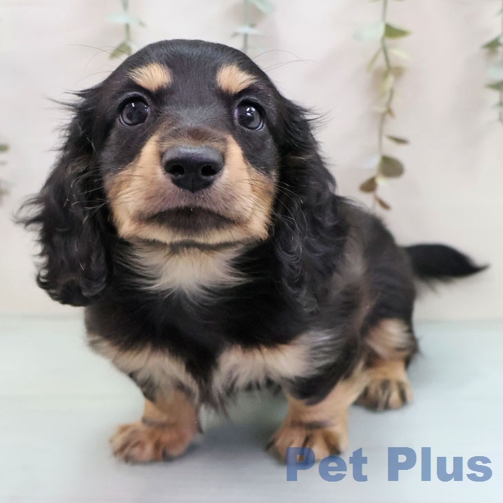 ミニチュア・ダックスフンド