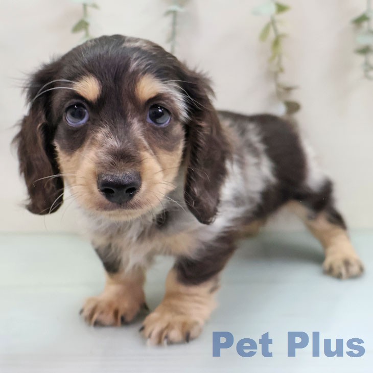 ミニチュア・ダックスフンド