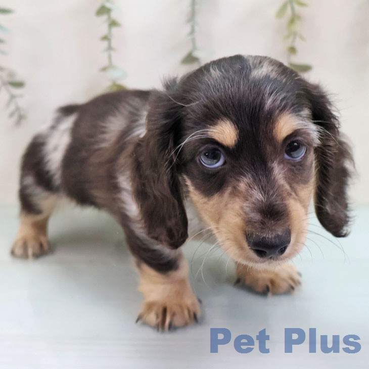 ミニチュア・ダックスフンドの写真2