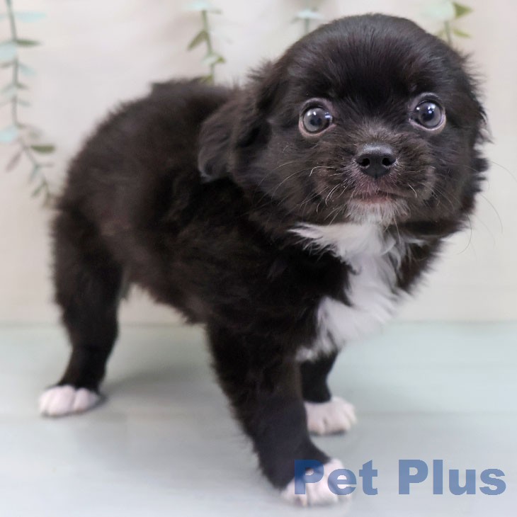 熊本県のチワワ(ロング) (ペットプラス 熊本店/2026年1月22日生まれ/男の子/ブラックホワイト)の子犬