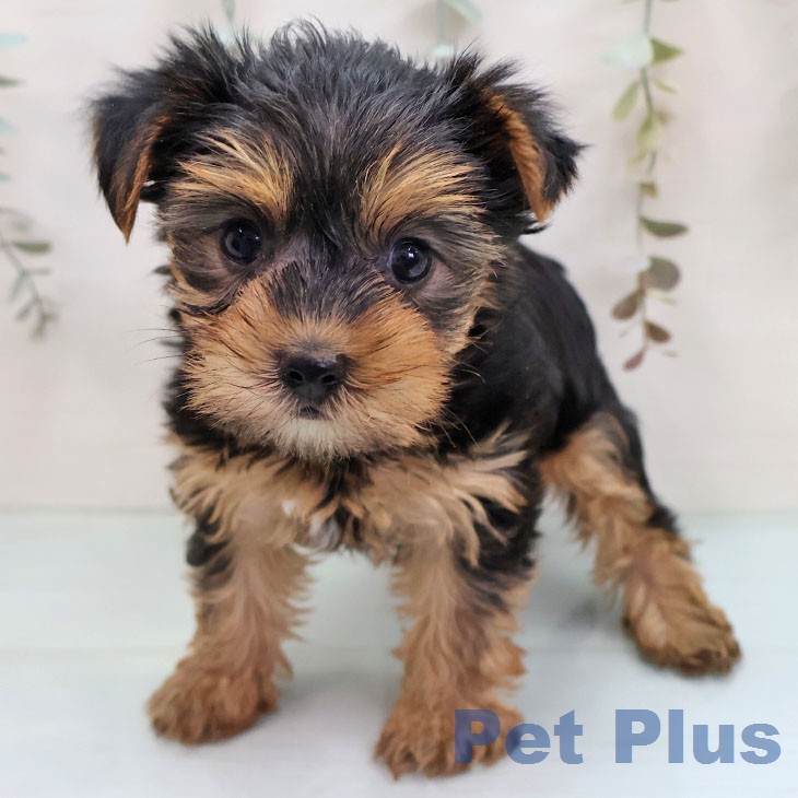 ヨークシャー・テリア