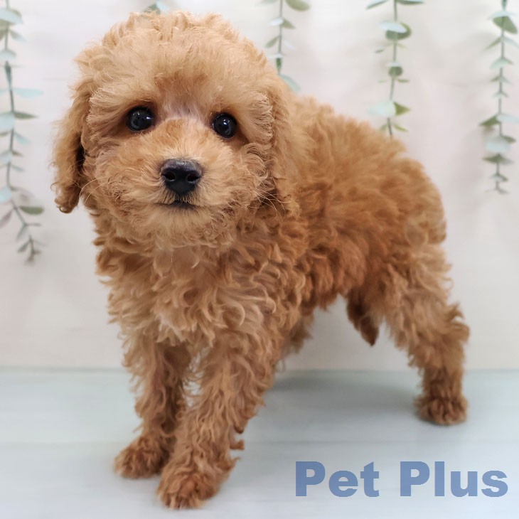 福岡県のトイプードル(トイ) (ペットプラス 黒崎店/2026年1月18日生まれ/男の子/アプリコット)の子犬の1枚目の画像
