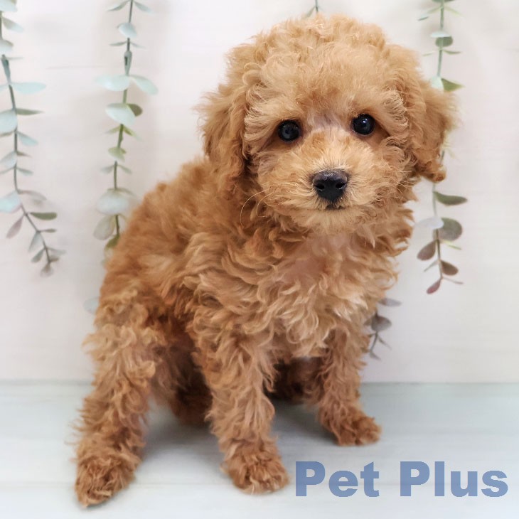 福岡県のトイプードル(トイ) (ペットプラス 黒崎店/2026年1月18日生まれ/男の子/アプリコット)の子犬の2枚目の画像
