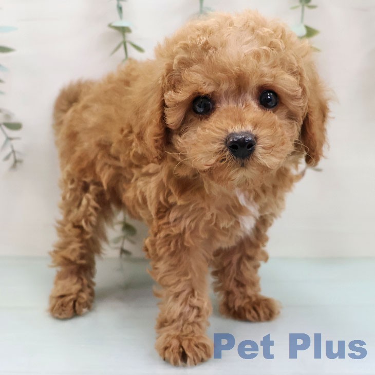 トイ・プードル