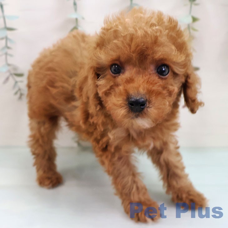 トイ・プードル