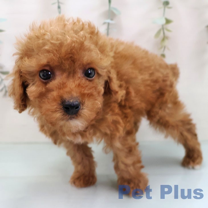 トイ・プードルの写真2