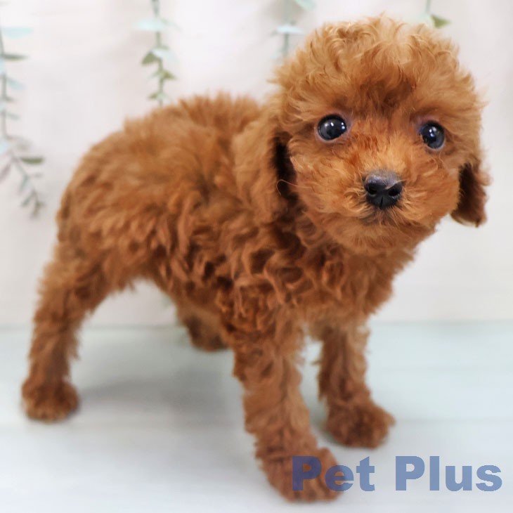 熊本県のトイプードル(トイ) (ペットプラス 熊本店/2026年1月22日生まれ/女の子/レッド)の子犬