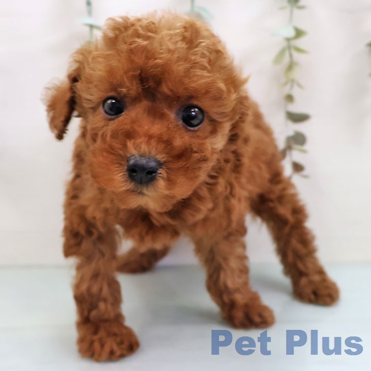 トイ・プードル