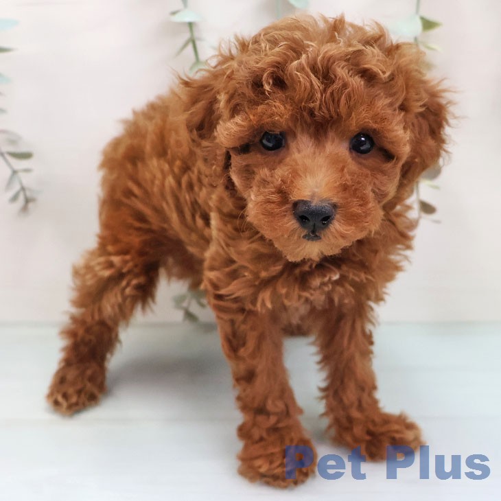 福岡県のトイプードル(トイ) (ペットプラス 福岡伊都店/2026年1月21日生まれ/男の子/レッド)の子犬の1枚目の画像