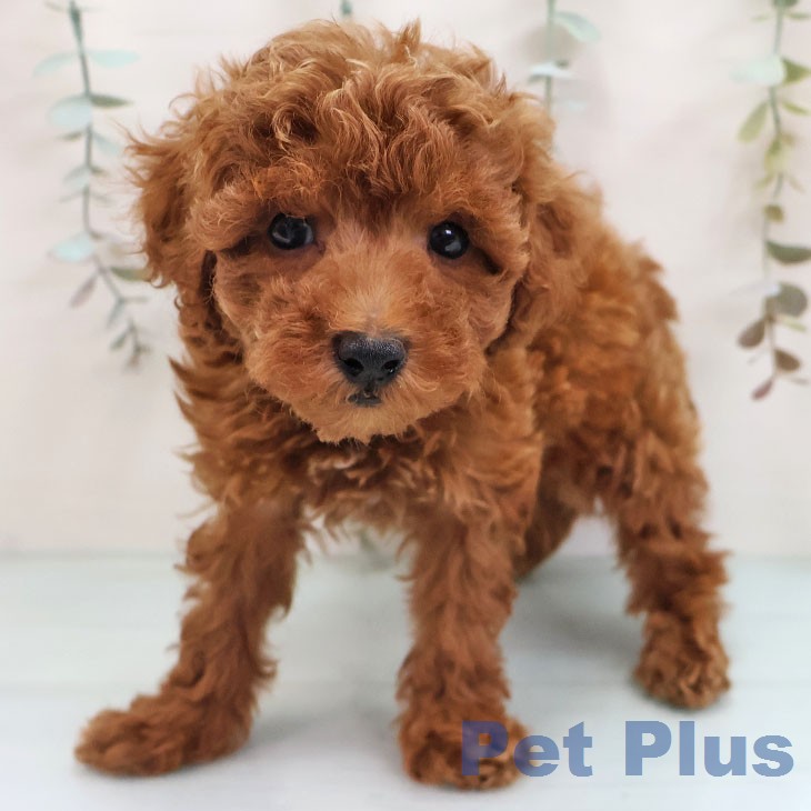 福岡県のトイプードル(トイ) (ペットプラス 福岡伊都店/2026年1月21日生まれ/男の子/レッド)の子犬の2枚目の画像