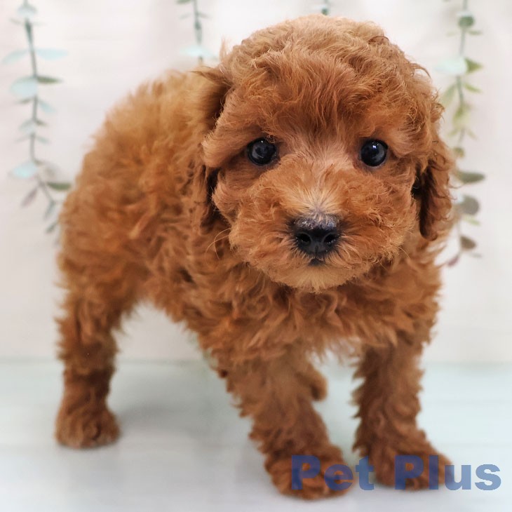 トイ・プードル