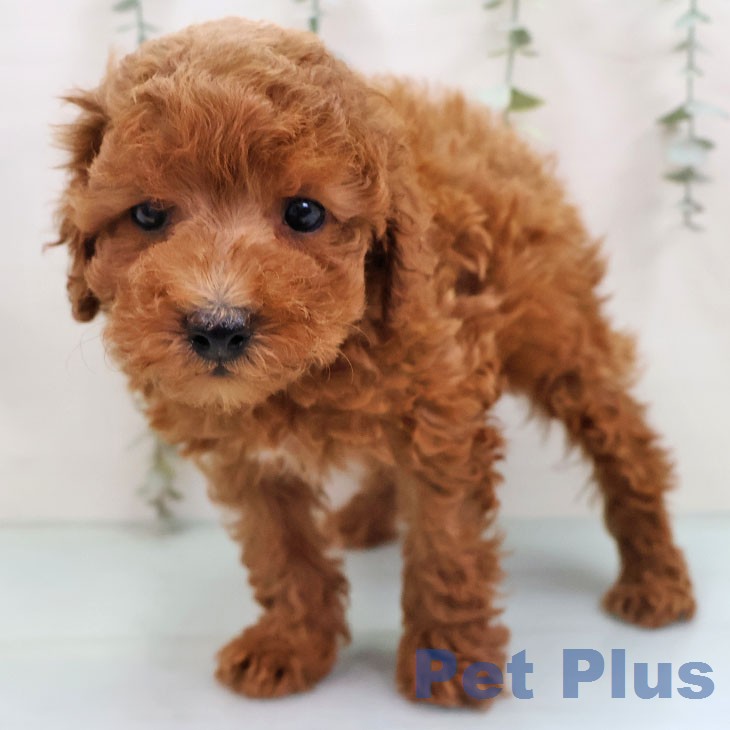 トイ・プードルの写真2