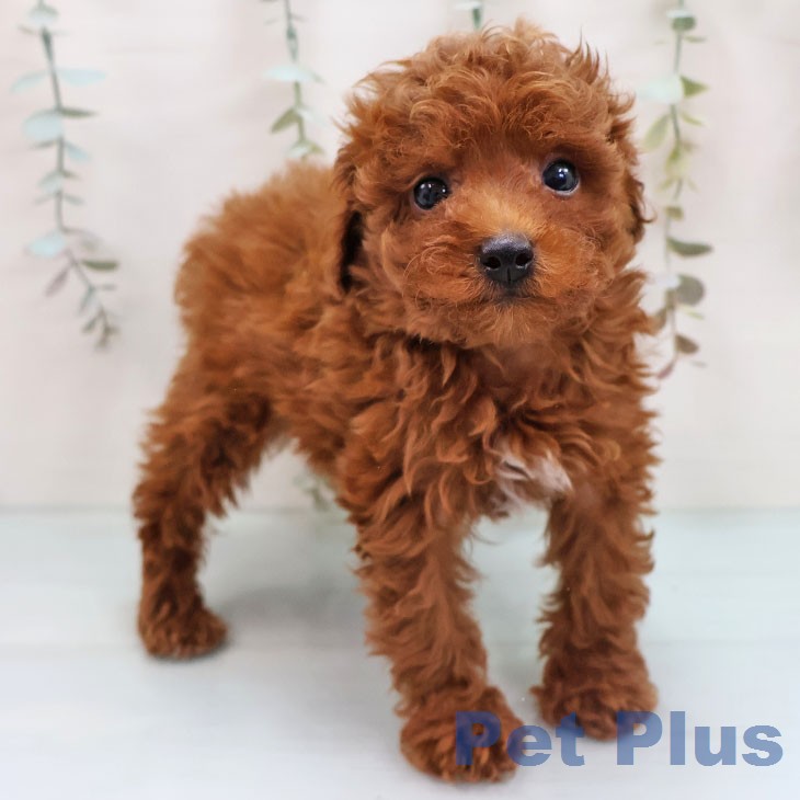 トイ・プードル