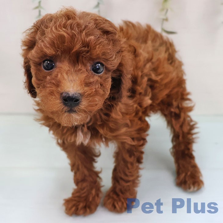 トイ・プードル