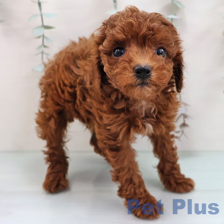 トイ・プードルの写真2