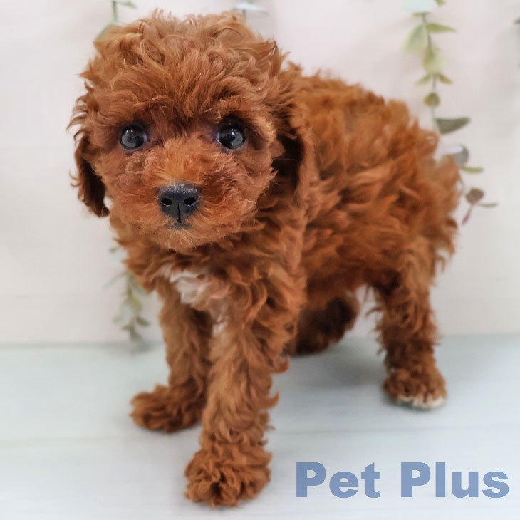 福岡県のトイプードル(トイ) (ペットプラス 八幡東店/2026年1月21日生まれ/女の子/レッド)の子犬の1枚目の画像