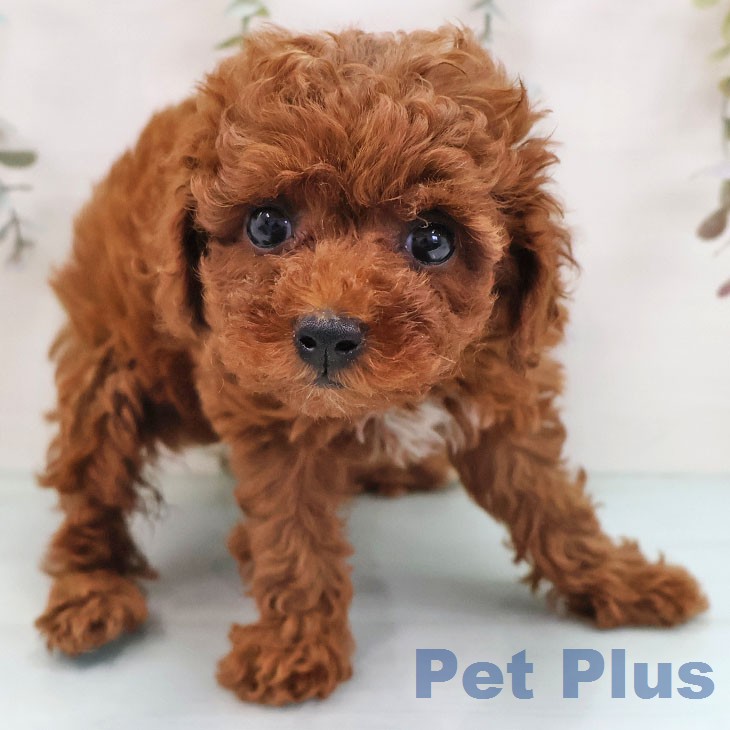 福岡県のトイプードル(トイ) (ペットプラス 八幡東店/2026年1月21日生まれ/女の子/レッド)の子犬の2枚目の画像