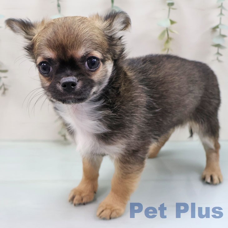 京都府のチワワ(ロング) (ペットプラス 久御山店/2026年1月18日生まれ/男の子/セーブルホワイト)の子犬の1枚目の画像