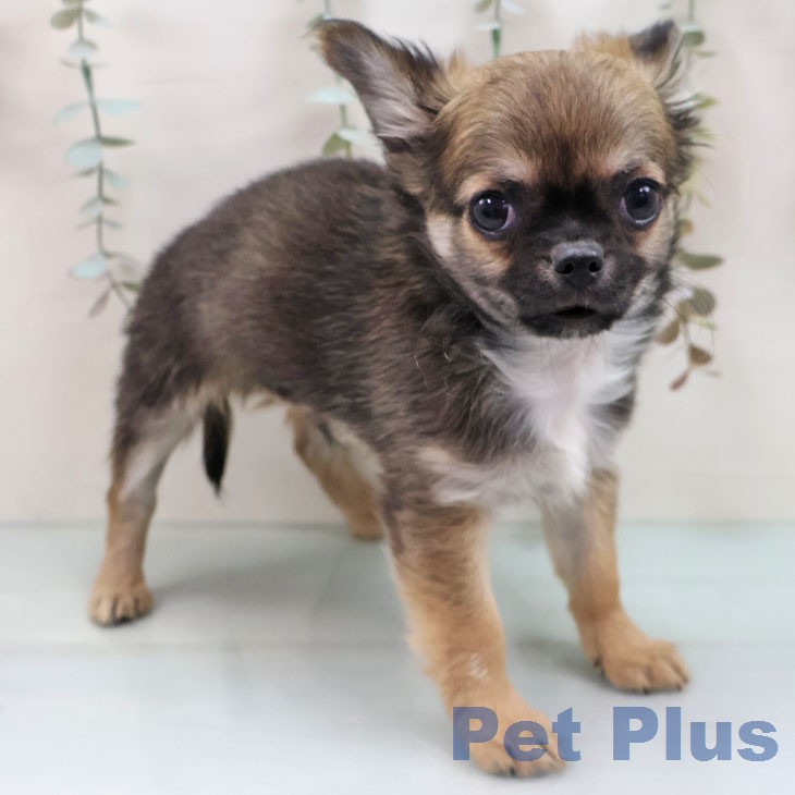 京都府のチワワ(ロング) (ペットプラス 久御山店/2026年1月18日生まれ/男の子/セーブルホワイト)の子犬の2枚目の画像