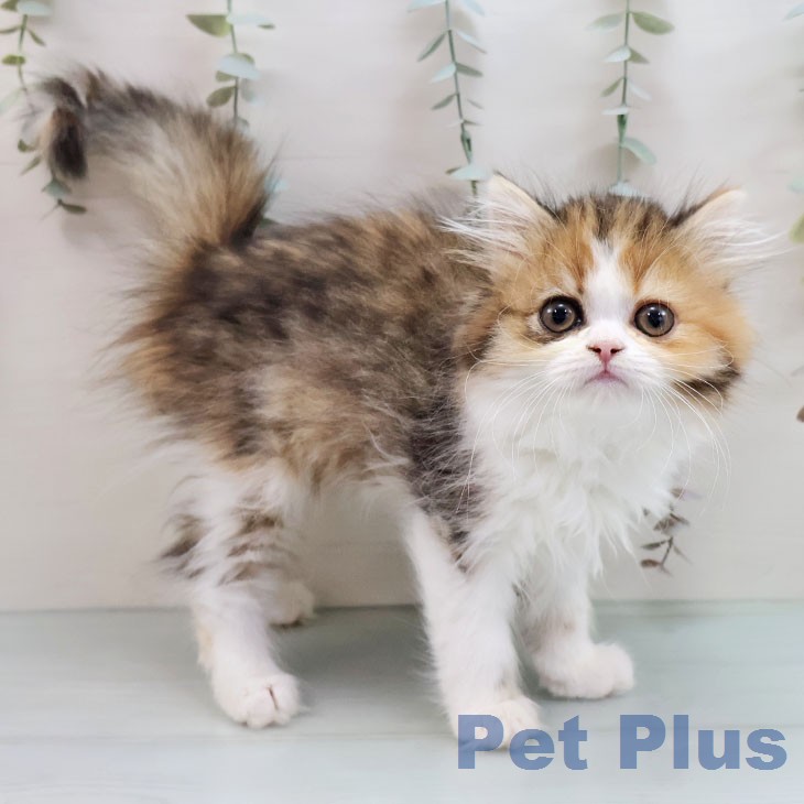 福岡県のラガマフィン (ペットプラス 香椎浜店/2026年1月4日生まれ/女の子/ブラウンパッチドタビーホワイト)の子猫の1枚目の画像