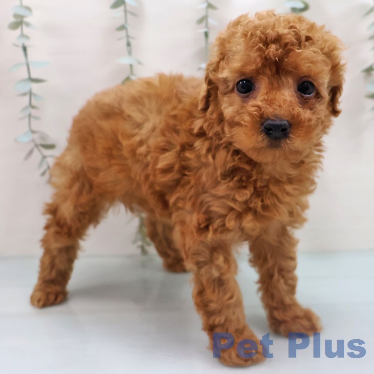 トイ・プードル