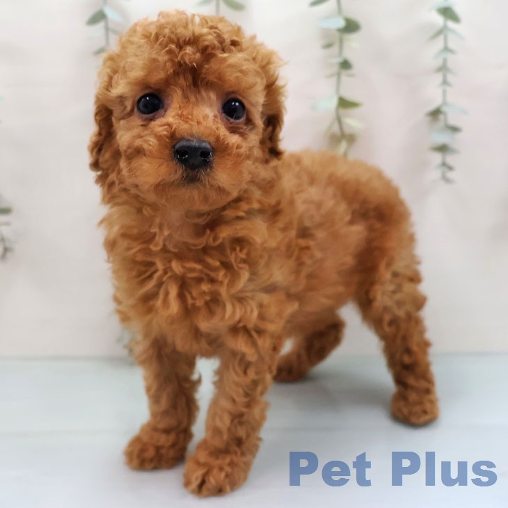 トイ・プードルの写真2