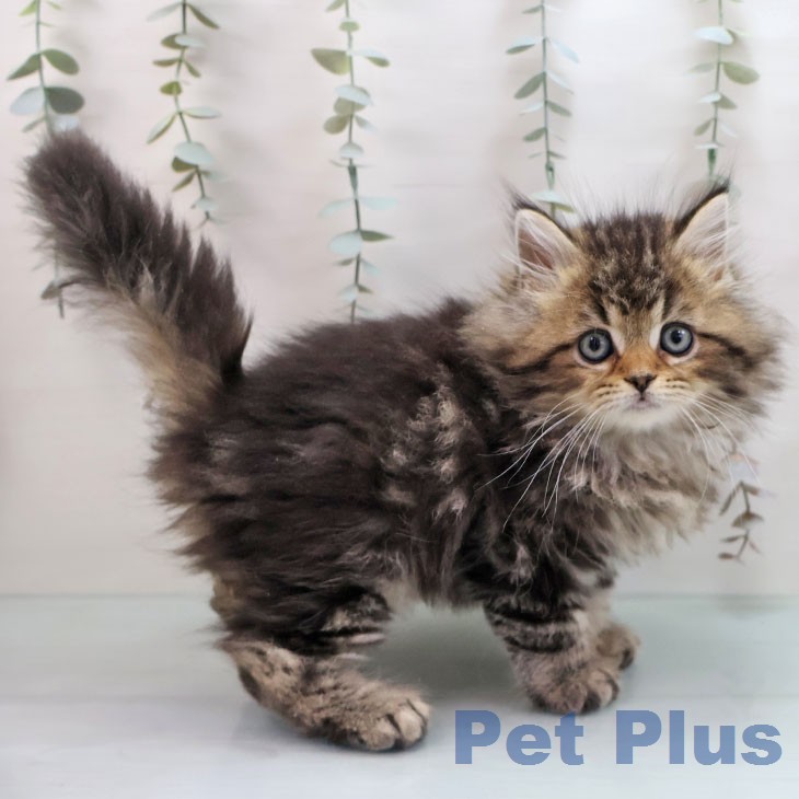 ラガマフィンの写真2