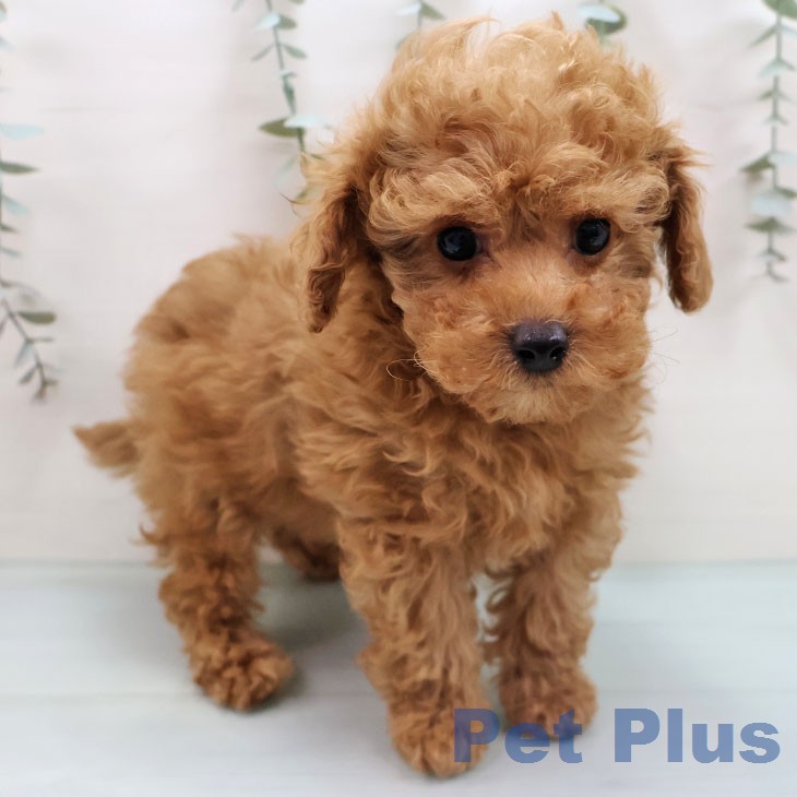 トイ・プードル