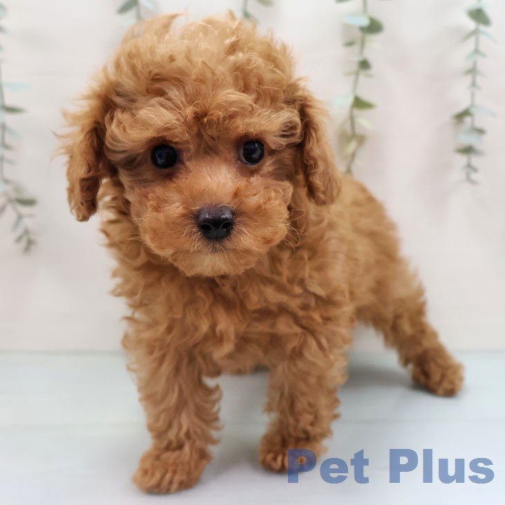 トイ・プードルの写真2