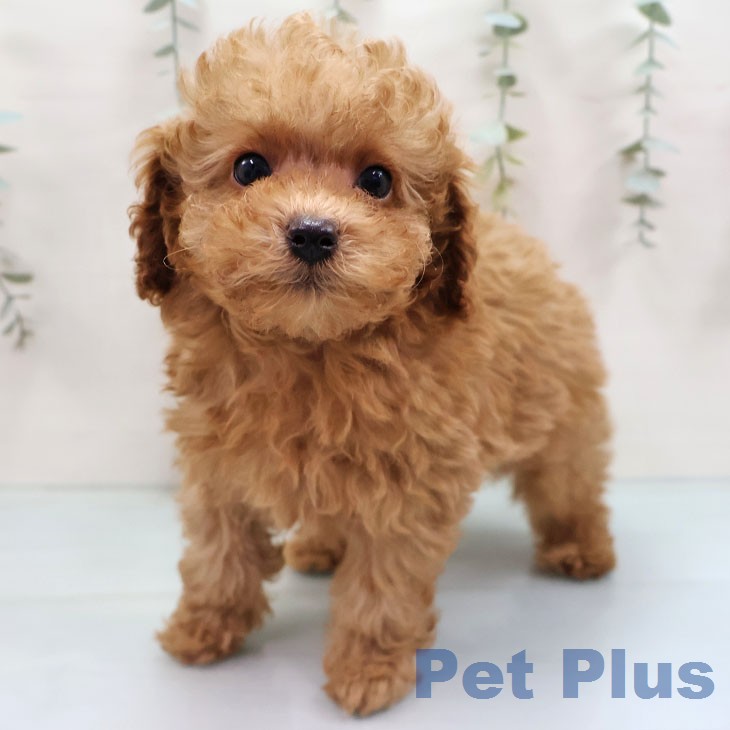 トイ・プードルの写真2