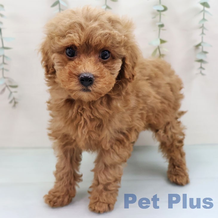 福岡県のトイプードル(トイ) (ペットプラス 黒崎店/2026年1月20日生まれ/女の子/アプリコット)の子犬の1枚目の画像