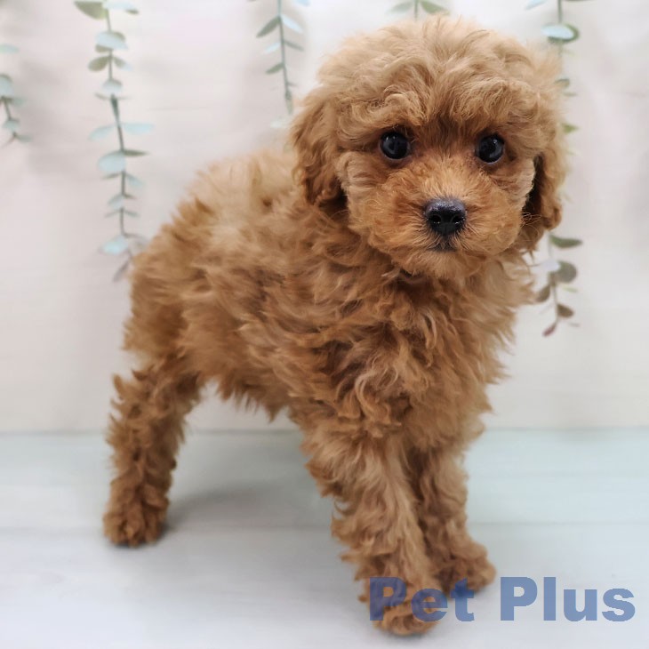 福岡県のトイプードル(トイ) (ペットプラス 黒崎店/2026年1月20日生まれ/女の子/アプリコット)の子犬の2枚目の画像