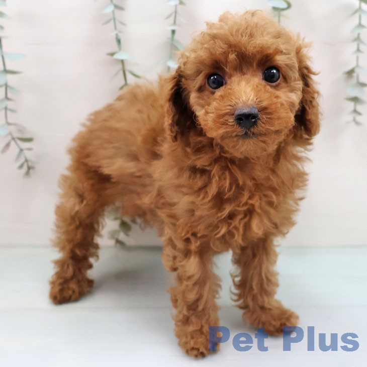 福岡県のトイプードル(トイ) (ペットプラス 福岡伊都店/2026年1月20日生まれ/女の子/アプリコット)の子犬の1枚目の画像