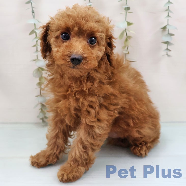 福岡県のトイプードル(トイ) (ペットプラス 福岡伊都店/2026年1月20日生まれ/女の子/アプリコット)の子犬の2枚目の画像