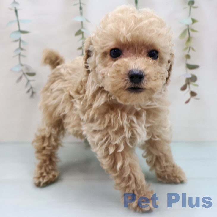 トイ・プードル