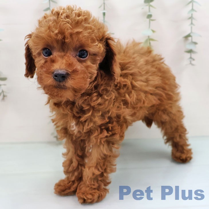 トイ・プードル