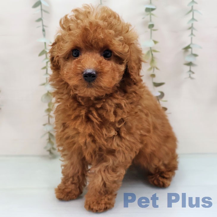 トイ・プードルの写真2