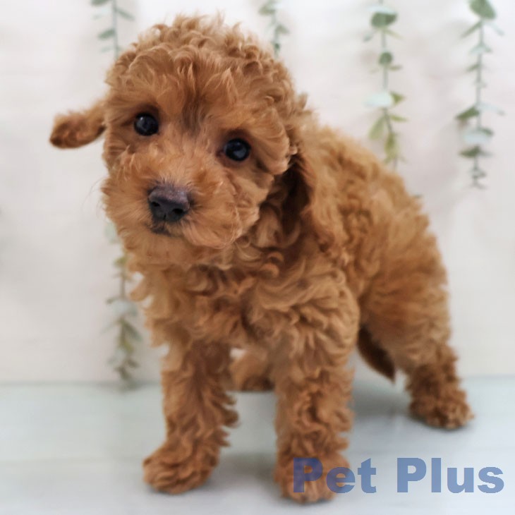 トイ・プードル