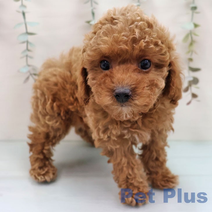 福岡県のトイプードル(トイ) (ペットプラス 香椎浜店/2026年1月22日生まれ/女の子/アプリコット)の子犬の2枚目の画像
