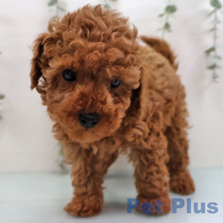 トイ・プードル