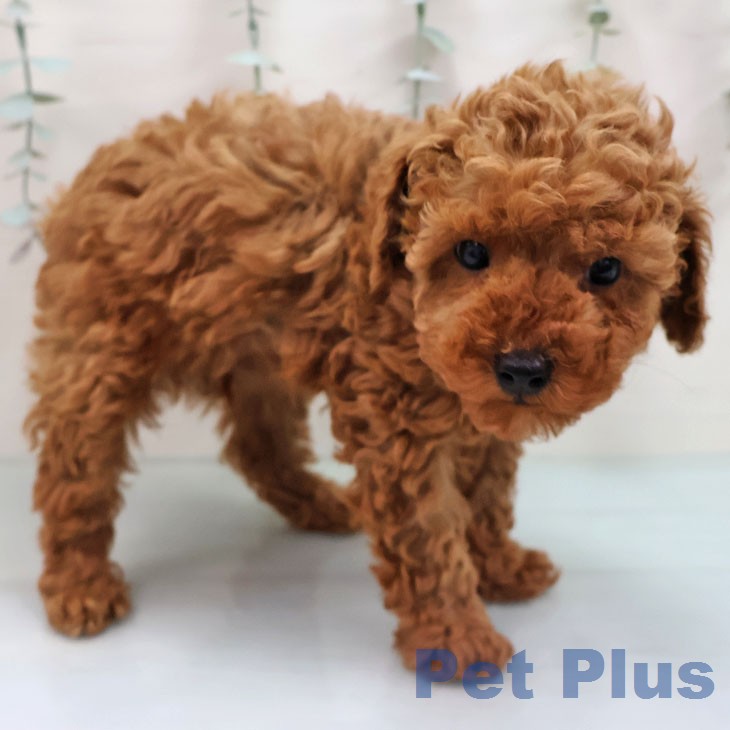 トイ・プードルの写真2