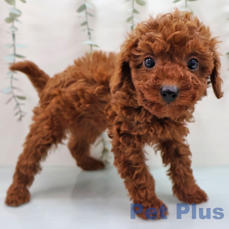 トイ・プードル