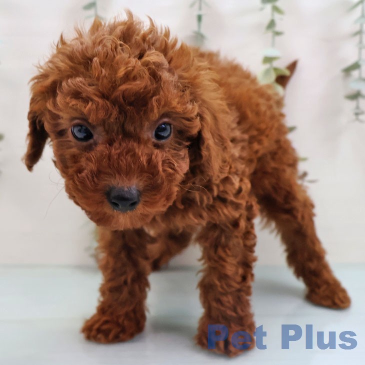 トイ・プードル