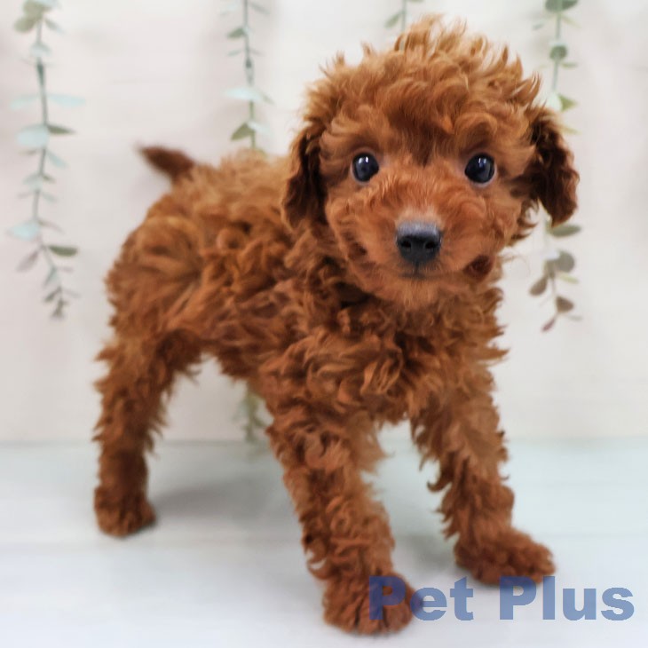 福岡県のトイプードル(トイ) (ペットプラス 八幡東店/2026年1月20日生まれ/男の子/レッド)の子犬の1枚目の画像