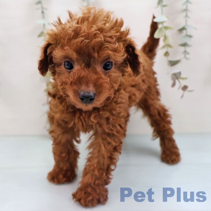 福岡県のトイプードル(トイ) (ペットプラス 八幡東店/2026年1月20日生まれ/男の子/レッド)の子犬の2枚目の画像