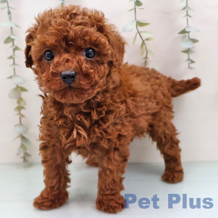 トイ・プードルの写真2