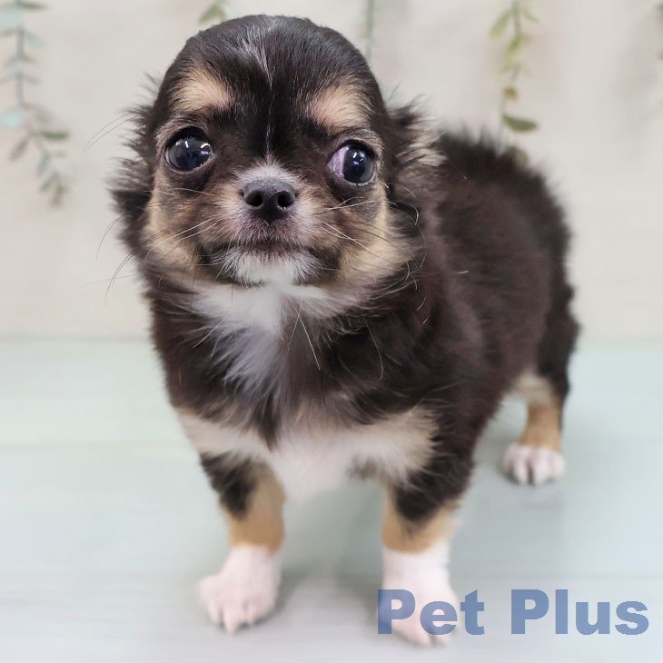 大阪府のチワワ(ロング) (ペットプラス イオン大日店/2026年1月15日生まれ/女の子/ブラックタンホワイト)の子犬