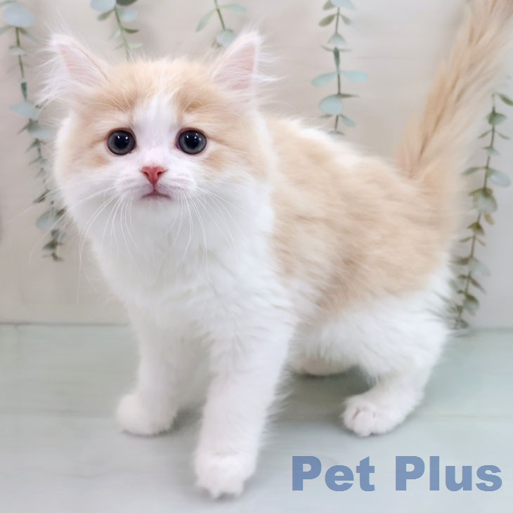 長崎県のマンチカン (ペットプラス 長崎店/2026年1月19日生まれ/女の子/クリームホワイト)の子猫の1枚目の画像