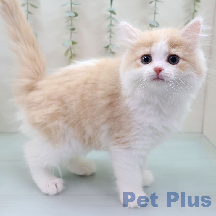 長崎県のマンチカン (ペットプラス 長崎店/2026年1月19日生まれ/女の子/クリームホワイト)の子猫の2枚目の画像