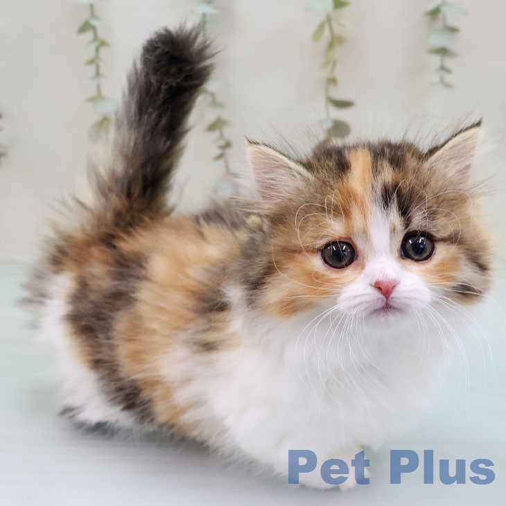 福岡県のマンチカン (ペットプラス 八幡東店/2026年1月19日生まれ/女の子/ブラウンパッチドタビーホワイト)の子猫の1枚目の画像